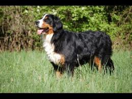 Grande Boieiro Suíço